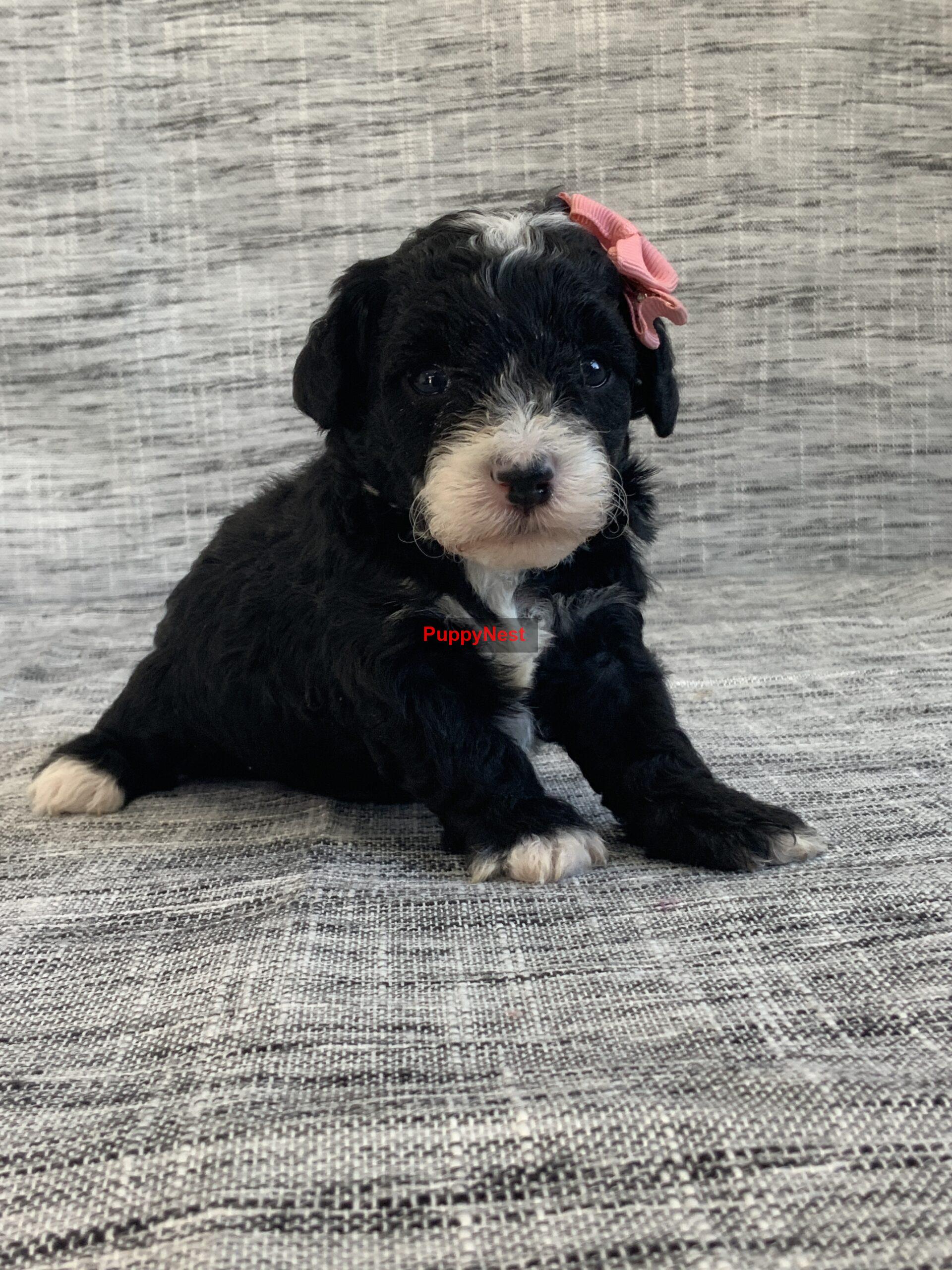 Puppy Thumbnail